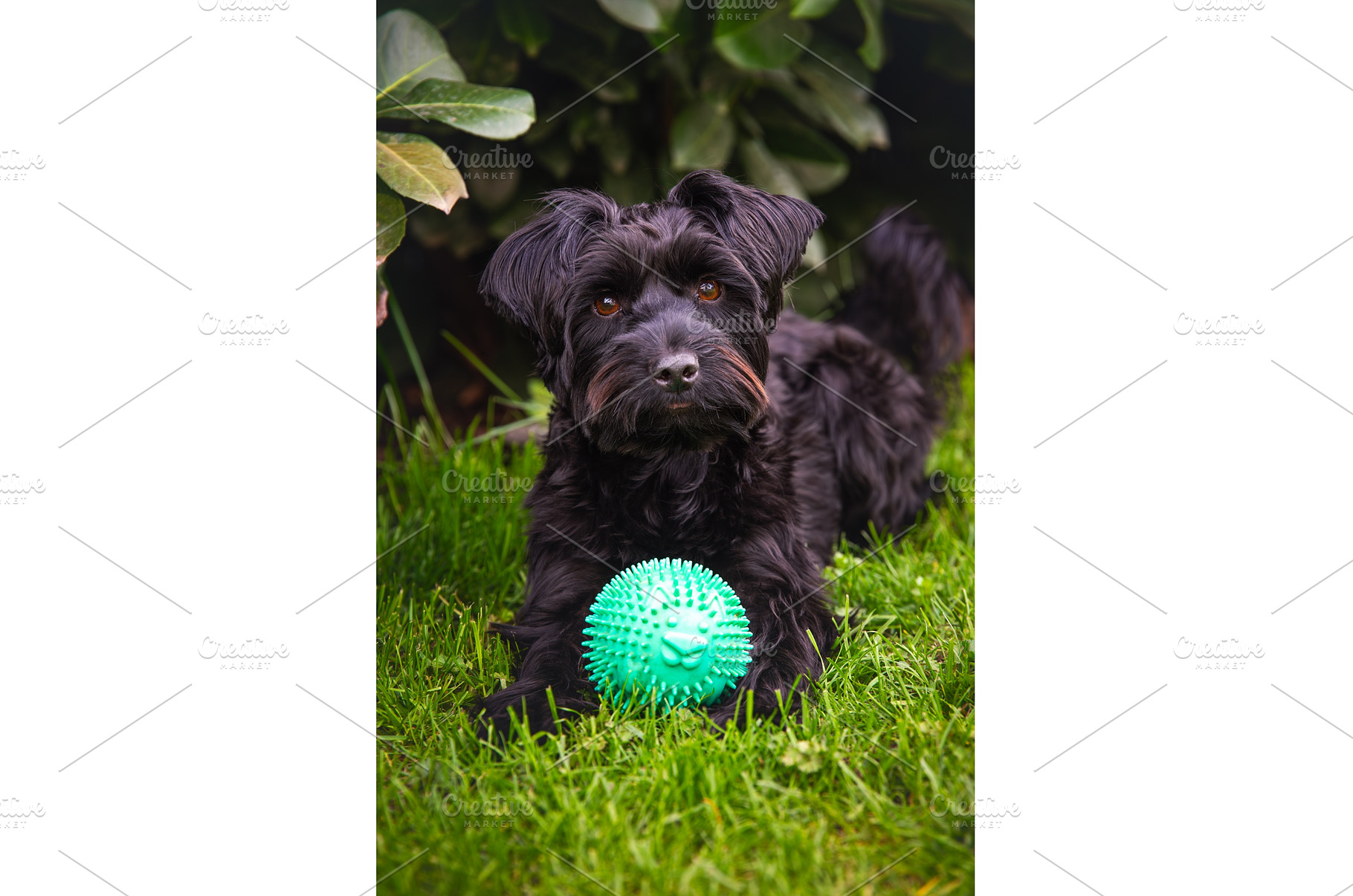 A small black york dog is lying in, an Animal Photo by MadPhotos
