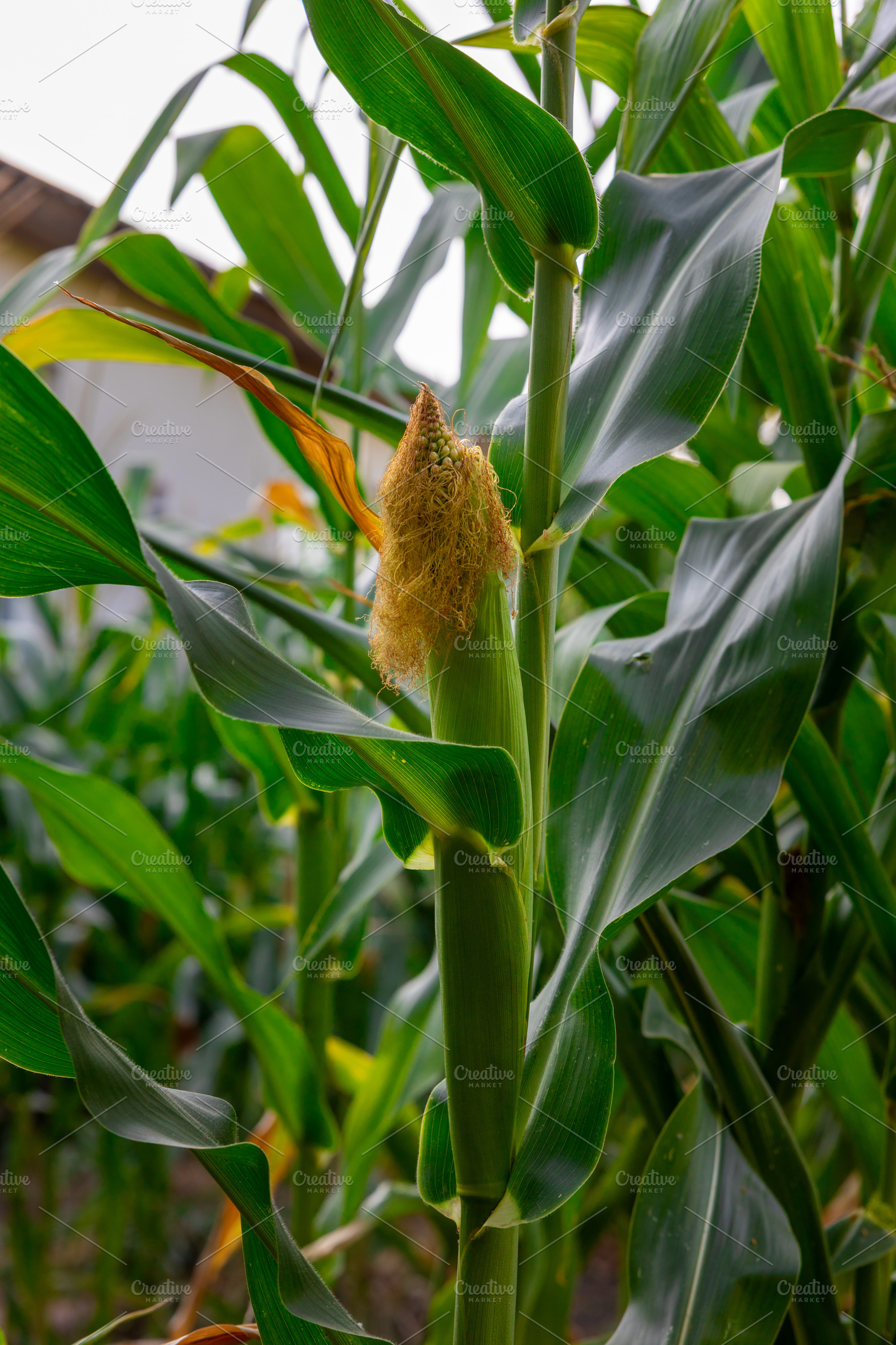 Fresh Corn on the Cob Plant, a Nature Photo by Ales Munt