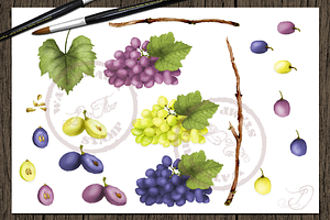 Grape Watercolor Clip Art