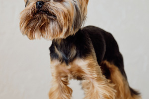 Cute Yorkshire terrier dog standing on a wooden stool in studio. Small groomed, an Animal Photo by Rohan Photography