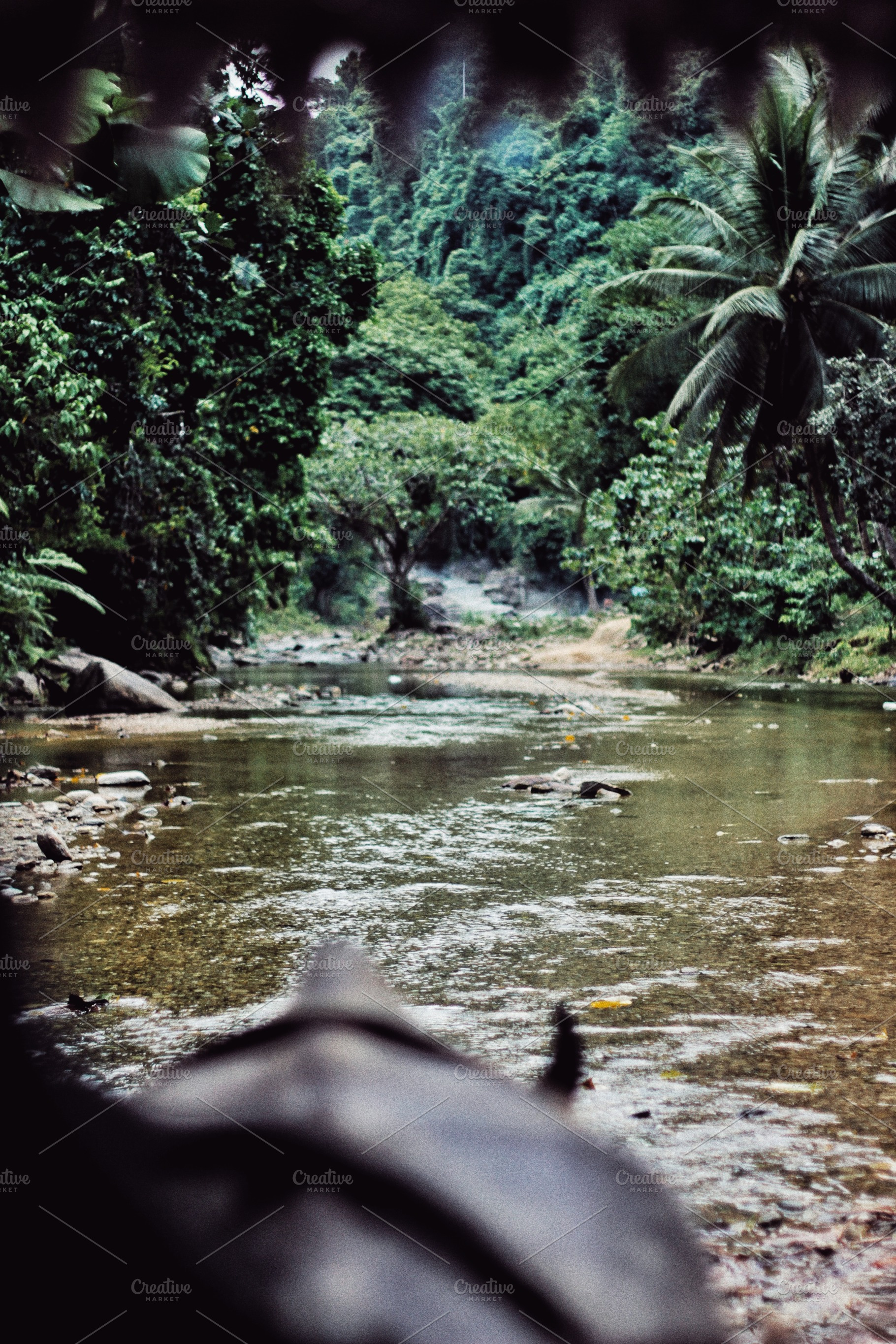 Jungle stock photo containing philippines and nature, a Nature Photo by Marie Dumora