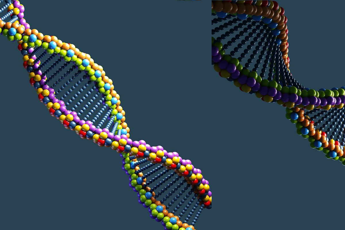 DNA, an Animal 3D Model by Giimann (Photo 4 of 5)