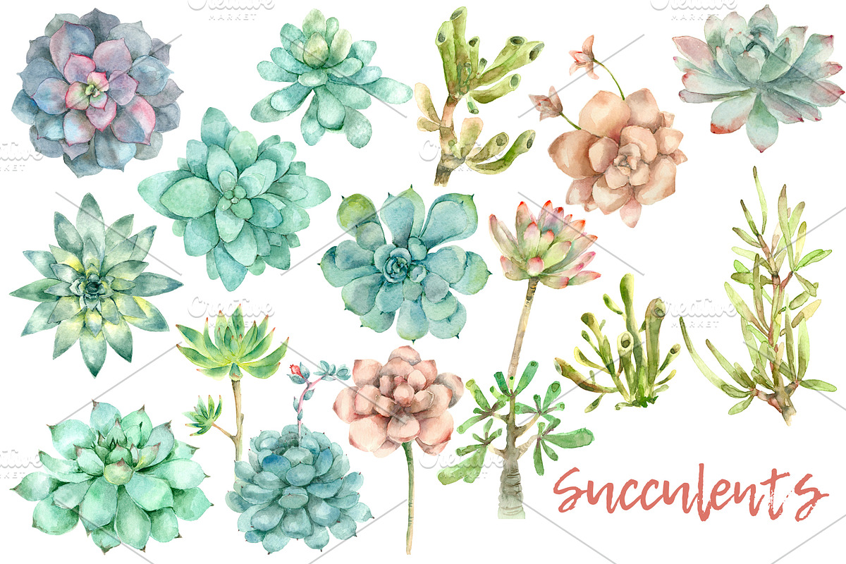 Succulent and Cactus collection, an Illustration by IvanFet (Photo 2 of 10)
