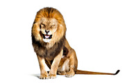 Animal Watercolor Paint Photo Effect, an Action Add-On by Photoshop Action (Thumbnail 8 of 9)