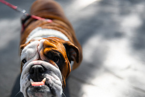 Playful English Bulldog on a leash looking up, with its tongue s, an Animal Photo by Ales Munt
