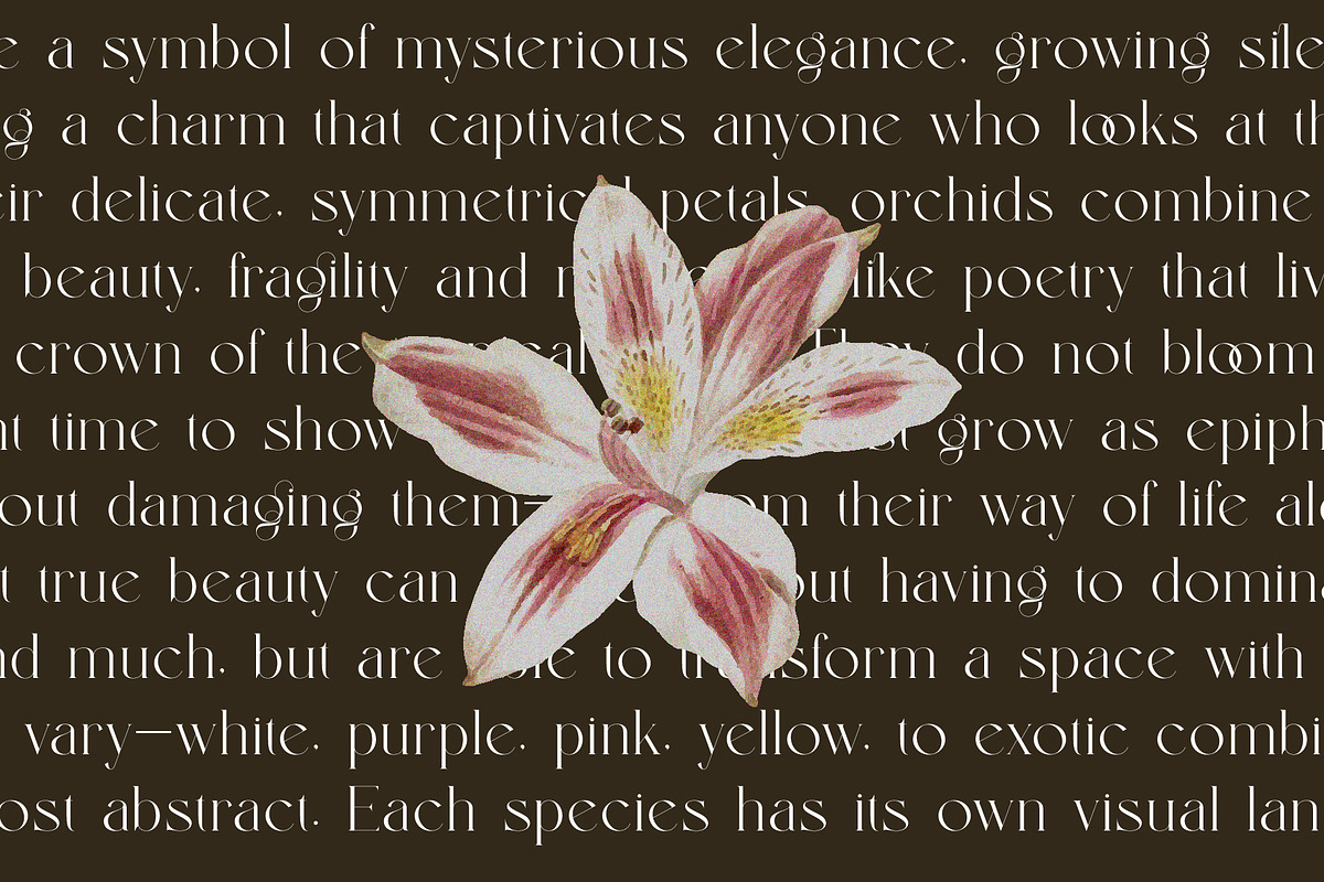 Bildan Modern Ligature Serif, a Serif Font by Alfinart (Photo 5 of 10)
