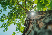 98 Trees view from below, a Nature Photo by Handmadefont (Thumbnail 46 of 98)