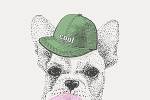 French bulldog in rapper cap