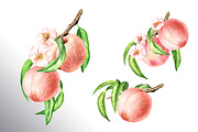 Ripe Peaches. Watercolor set, a Food Illustration by Daria Ustiugova (Thumbnail 11 of 23)