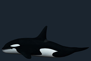 3DRT - Sealife - Orca