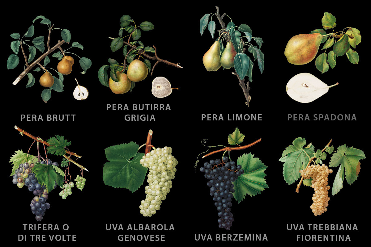 Fruit Illustrations pack 3, a Food Illustration by Padrinan (Photo 3 of 5)