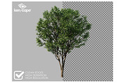 72 Assorted Trees Photo Overlays, a Nature Photo by KenScape (Thumbnail 2 of 3)