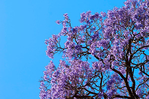 Jacaranda Tree, a Nature Photo by THP Creative