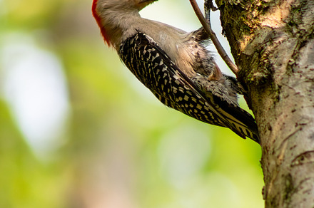 Red-Bellied Woodpecker on tree, an Animal Photo by marybethjones