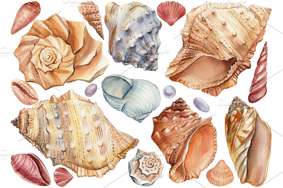 Seashells and fish, watercolor, an Animal Illustration by Hanna Hryharenka (Photo 9 of 20)