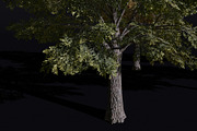 The Siberian Elm Tree, a Plants & Tree 3D Model by FuturePastCreatives (Thumbnail 4 of 8)