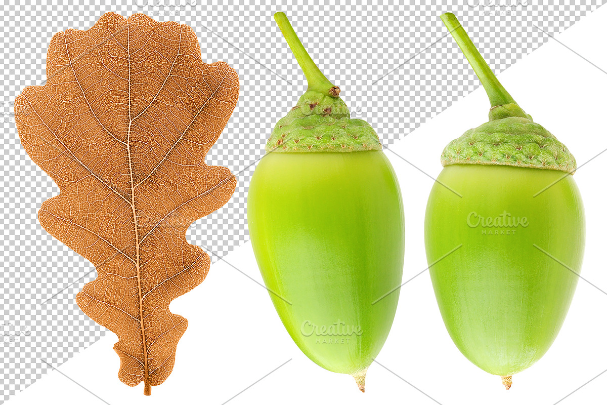 Oak tree leaves and acorns, an Object Graphic by Fruits+Veggies (Photo 10 of 11)