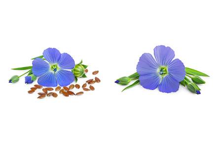 flax seeds with flower isolated on, a Food & Drink Photo by NataPhoto