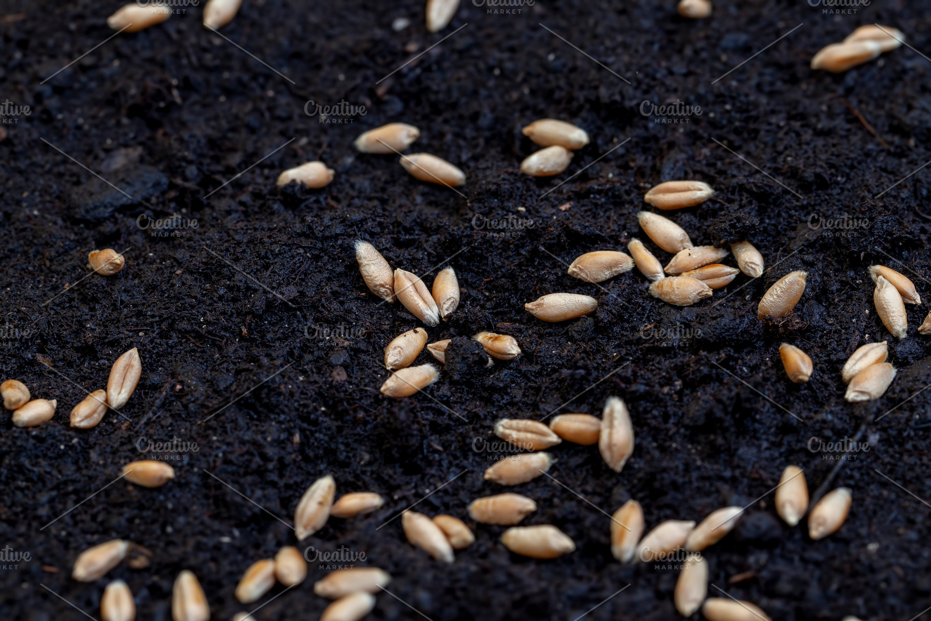 Fertile soil in which wheat seeds are planted, a Background Photo by MyPhotos