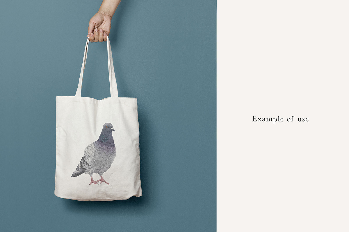 Pigeon Illustration – Hand Drawn PNG, an Animal Illustration by LaurenFittonIllustration (Photo 6 of 8)