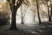25 Dual Tone Landscape Presets, a Preset Add-On by Timeless Presets (Thumbnail 5 of 10)