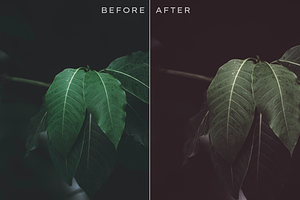 290 Matte Lightroom Presets Bundle