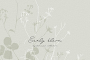 Botanical Background Collection, a Background Graphic by Anna Sokol (Thumbnail 5 of 14)
