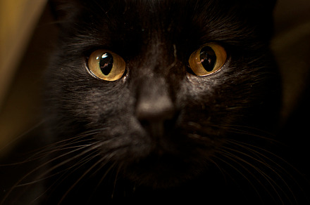 Black cat featuring cat, black, and animal, an Animal Photo by Paweł Cegielski