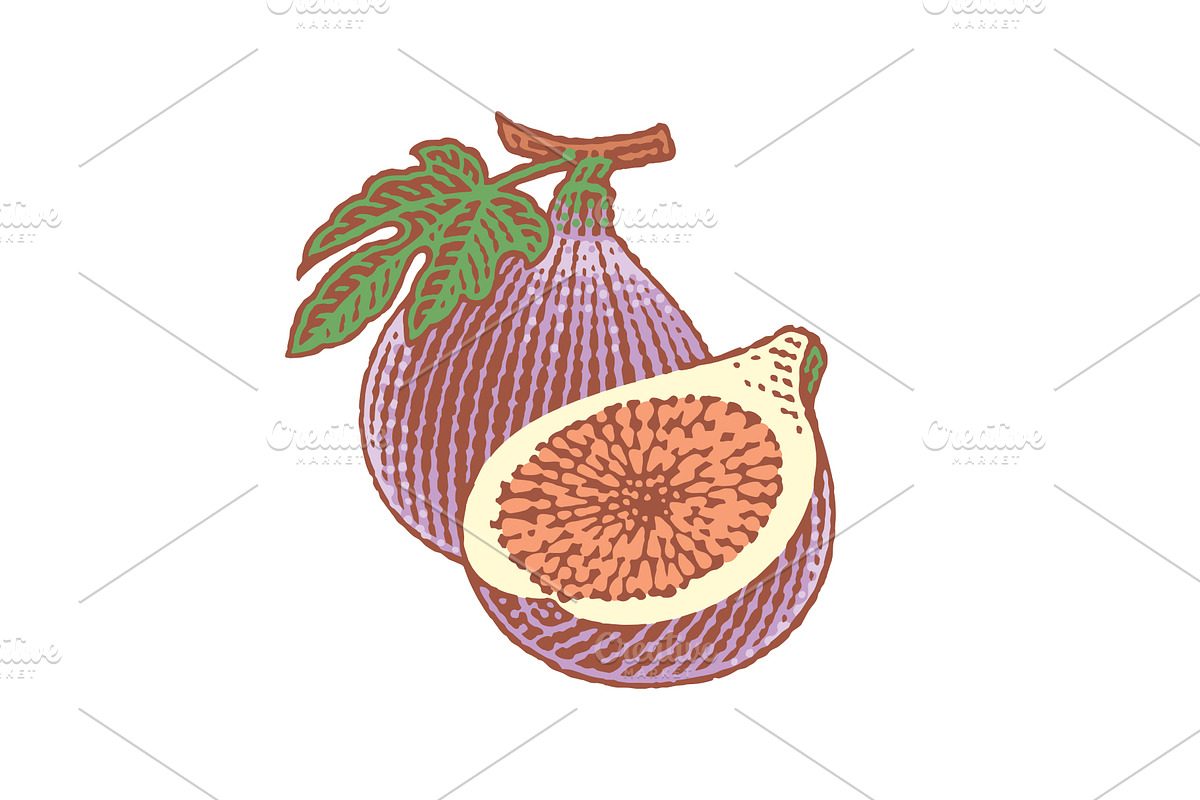 Fresh, ripe figs, a Food Illustration by Irina Trusova (Photo 2 of 3)