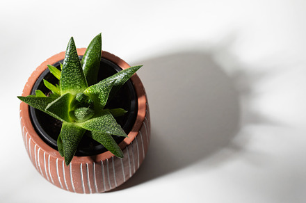 Close up of succulent plant