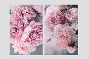 Pink Peonies Collection, an Arts & Entertainment Photo by Anntuan (Thumbnail 3 of 10)