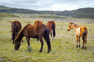 Wild horses grazing on the slopes of Cotopaxi Volcano, Ecuador, an Animal Photo by GoodGoods