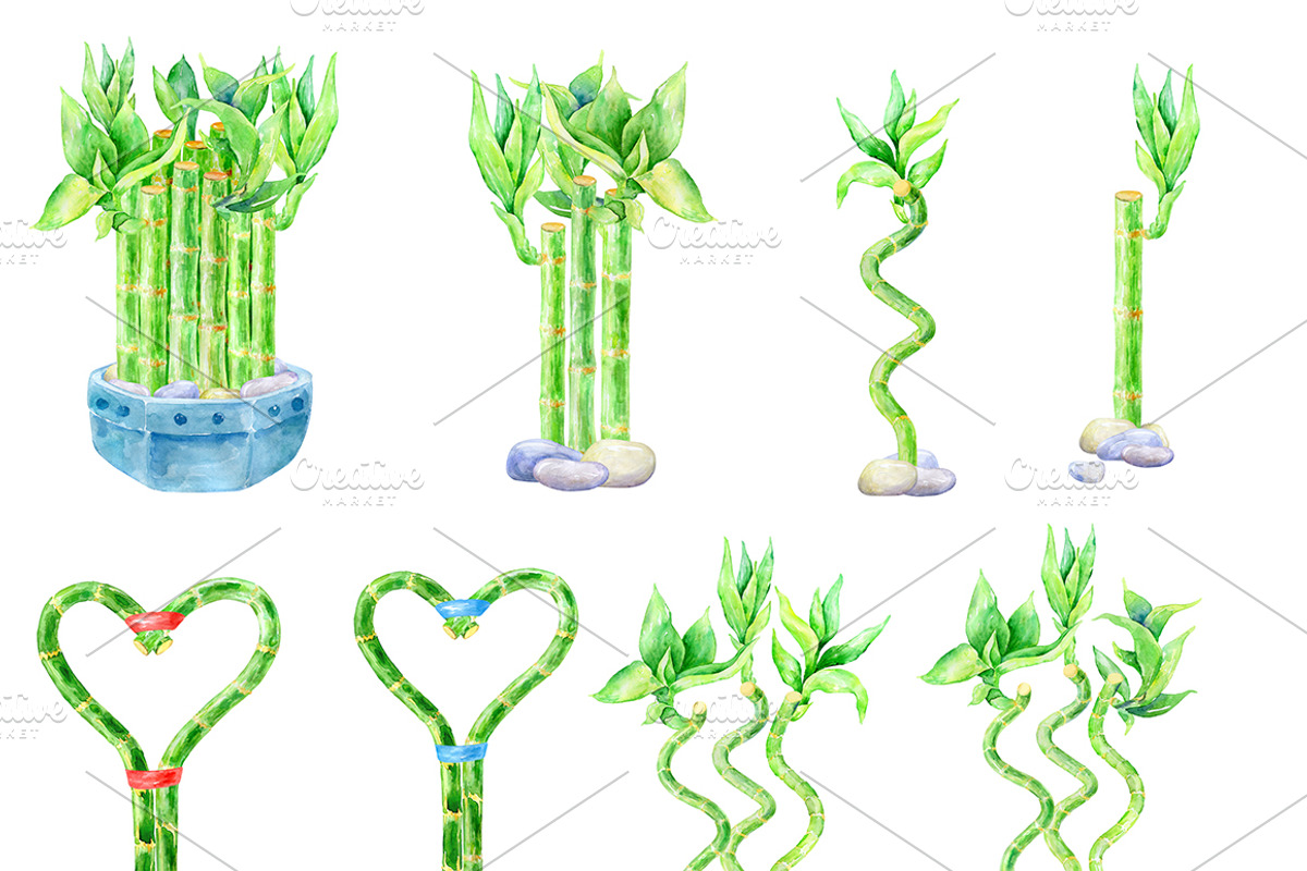 Lucky Bamboo - watercolor clipart, an Illustration by AqwaColor (Photo 2 of 4)