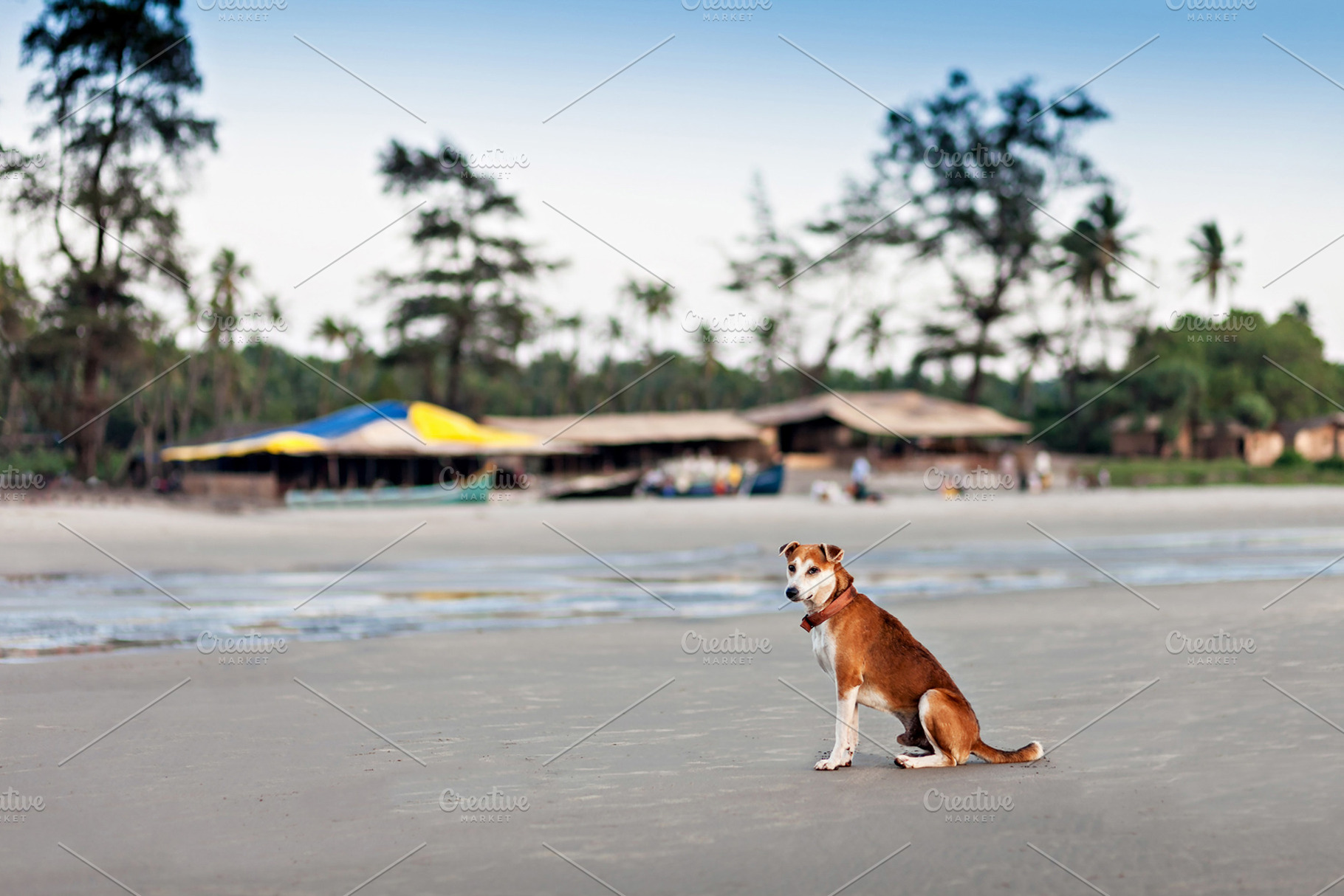 Homeless dog, a Photo by saiko3p