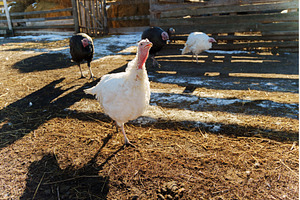 White turkey walking in a farmyard, an Animal Photo by darksoul72