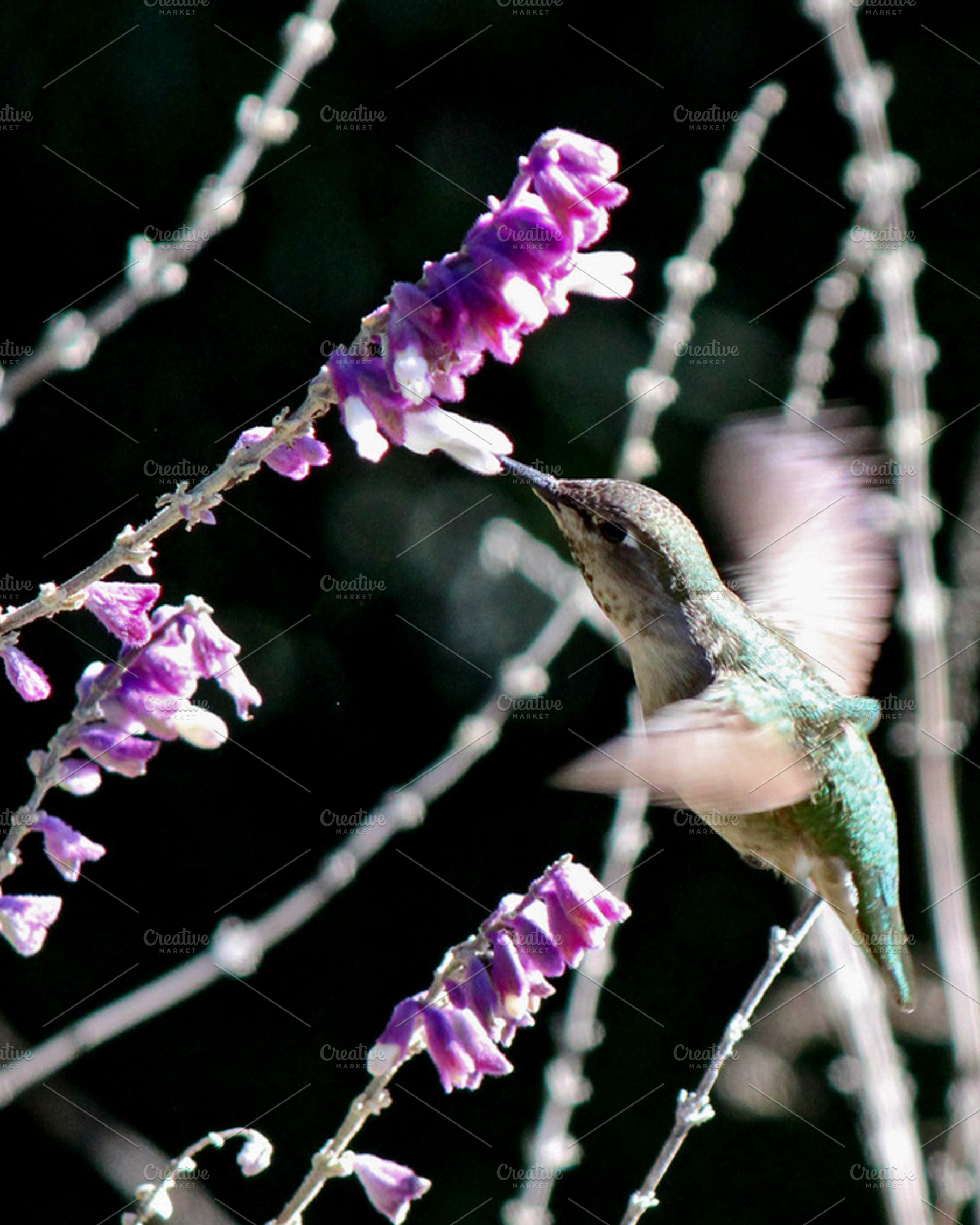 Hummingbird Feeding, an Animal Photo by Erica Patstone