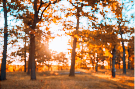 Abstract Autumn Blurred Forest, a Nature Photo by Our Amazing World