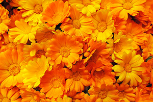 Fresh calendula marigold flowers.