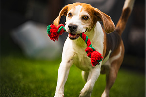 A playful and energetic Beagle is, an Animal Photo by MadPhotos