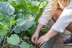 Woman tending her vegetable garden, a Photo by Grafvision photography