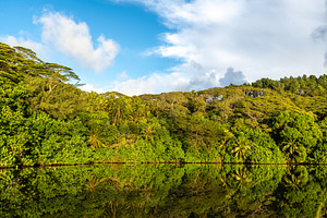 Lush Vegetation on Tahaa Island, French Polynesia, a Nature Photo by GoodGoods