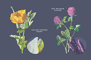 Vintage Flower Illustrations Bundle, an Illustration by Greta Ivy (Thumbnail 28 of 62)