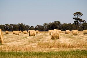 Hay Bales, a Nature Photo by THP Creative
