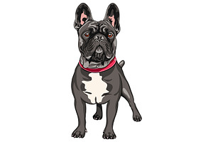 Vector Set French Bulldog Dogs