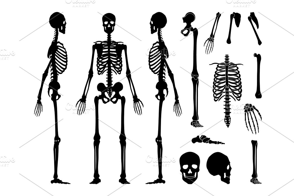 Human bones skeleton, a Healthcare Illustration by Things for designers