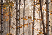 Autumn Birch Forest, a Seasonal Illustration by StockVerse Creative (Thumbnail 3 of 4)