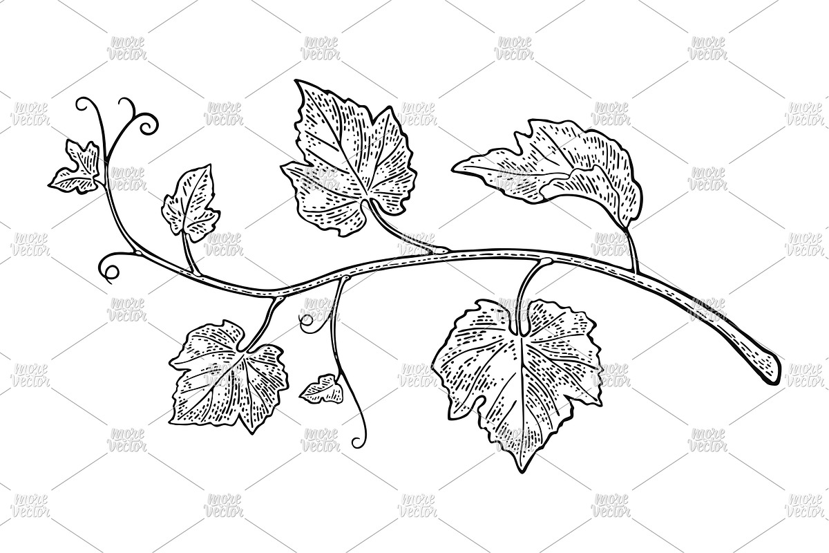 Bunch grapes vector engraving, a Food Illustration by MoreVector (Photo 2 of 3)