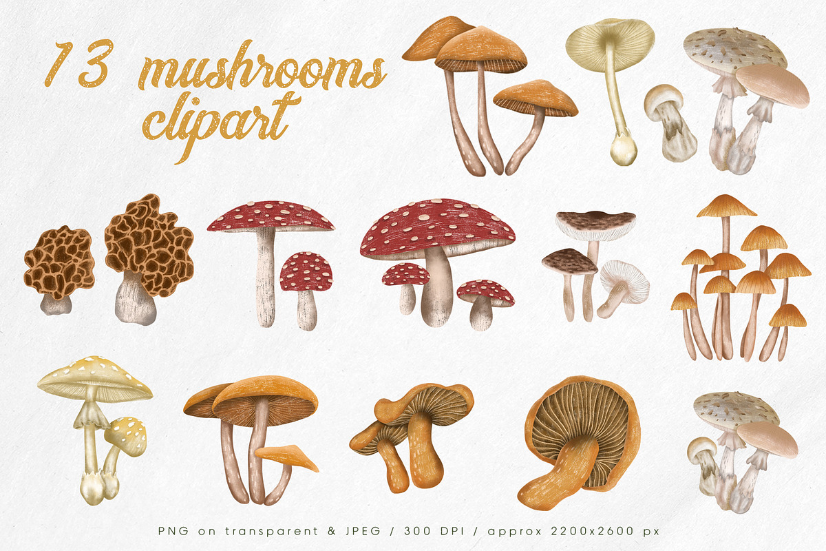 Poisonous mushrooms clipart, an Education Illustration by Yelloo Fish (Photo 4 of 10)