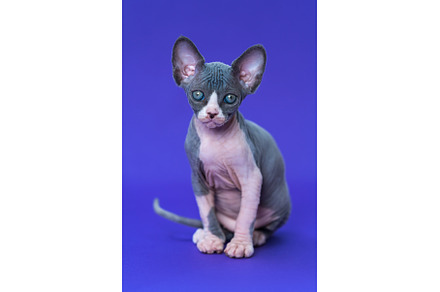Portrait of purebred kitten of color, an Animal Photo by Alexander-Piragis