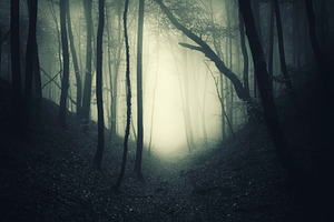 Fantasy forest with thick fog